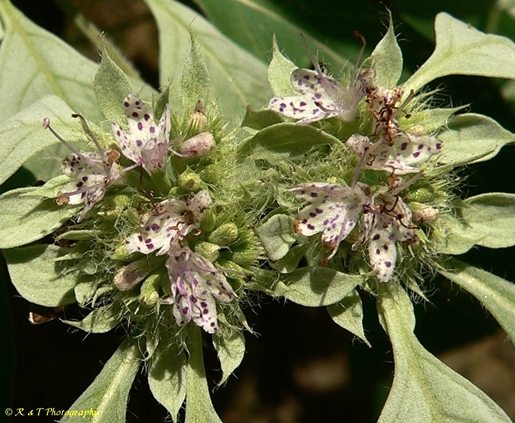 {Pycnanthemum pycnanthemoides}